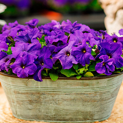 Петуния Лимбо синяя