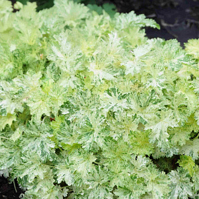 Гейхера Сноу Энджел