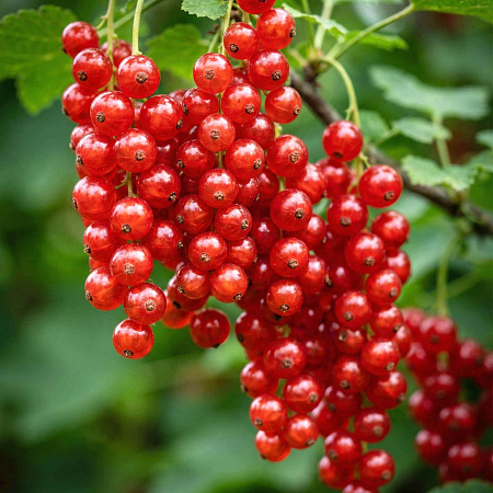 Фото Смородина Ненаглядная