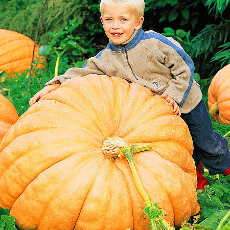 Фото Тыква Атлант 6шт