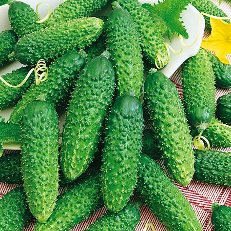 Фото Огурец Туми F1 6шт