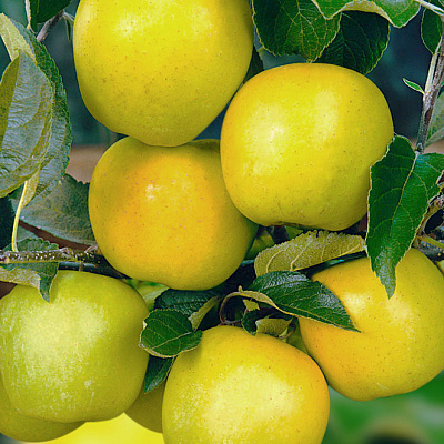 Яблоня Чудное