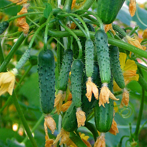 Огурец Колибри