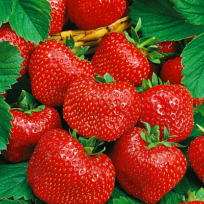 Земляника садовая Вима Тарда