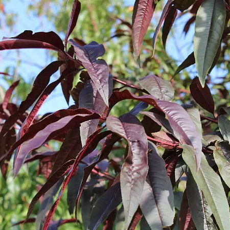 Фото Персик Бургунди