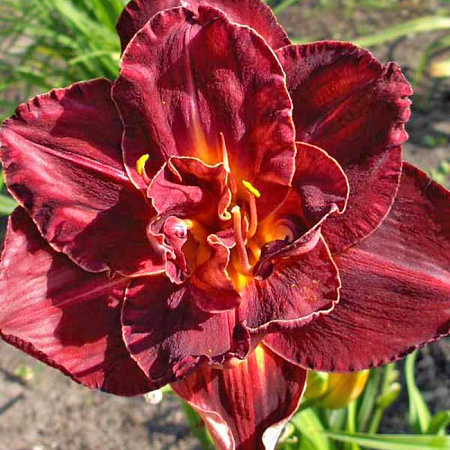 Фото Лилейник Бургунди Лав