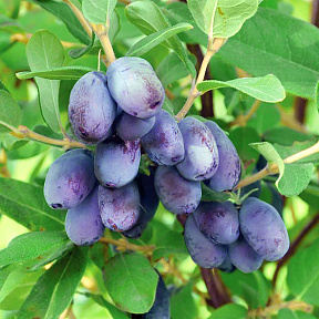 Жимолость Строубери сенсейшн