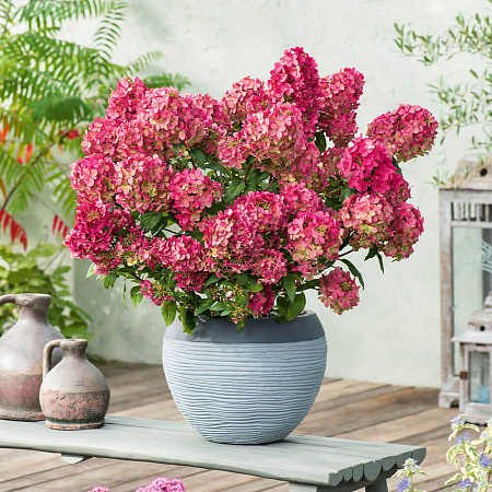 Фото Гортензия метельчатая Петит Черри