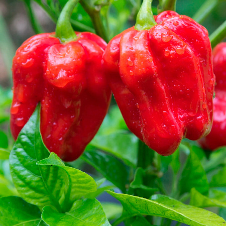 Фото Перец острый Хабанеро красный