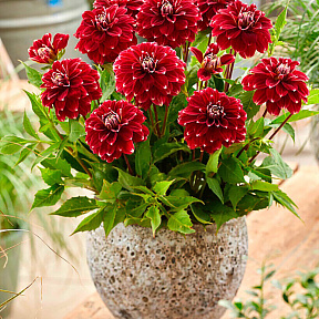 Георгин декоративный Ред Рок