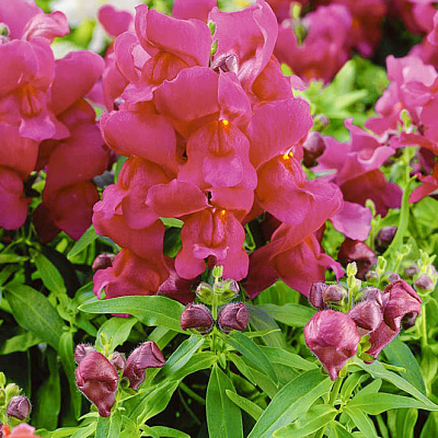 Львиный зев Кимоно Малиновый