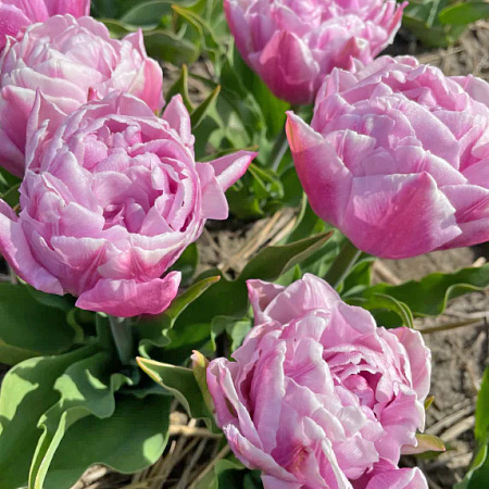 Фото Тюльпан махровый поздний Катинка