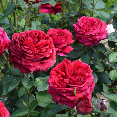 Фото Роза флорибунда Четырёх ветров