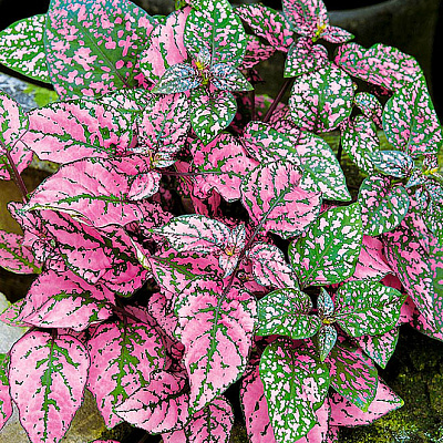 Гипоэстес Розовый горошек