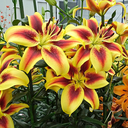 Фото Лилия ОА-гибрид Вива ла Вида