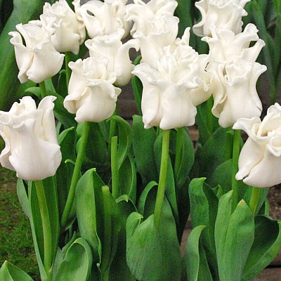 Тюльпан триумф Вайт Либерстар