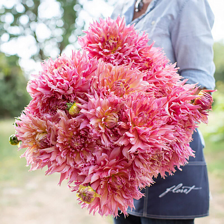 Фото Георгин бахромчатый Омега