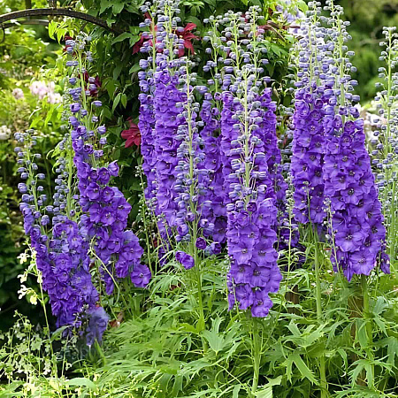 Фото Дельфиниум Майти Атом