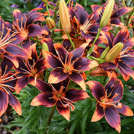 Фото Лилия азиатская Форевер Сюзан