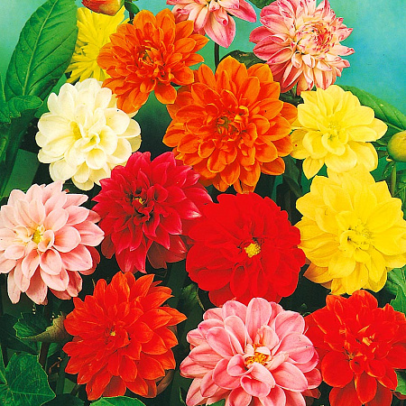 Фото Георгин Анвинс Яркий набор