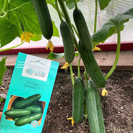 Фото Огурец Шерпа F1