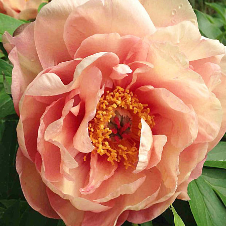 Фото Пион ИТО-гибрид Мэджикал Мистери Тур