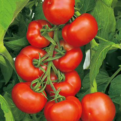 Помидор Синьора F1