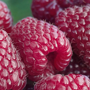 Малина ремонтантная Самохвал