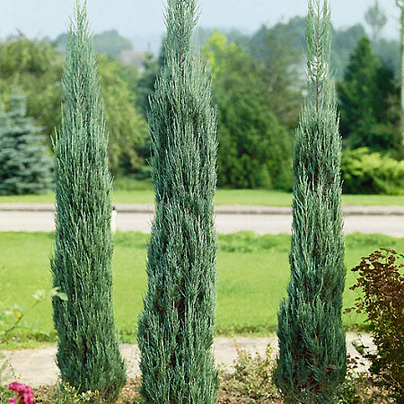 Фото Можжевельник скальный Скайрокет