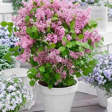 Фото Сирень мейера Флауэрфеста пинк