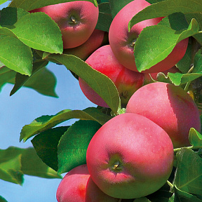 Яблоня колонновидная Аркаим