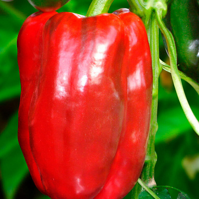 Перец сладкий Кинг F1