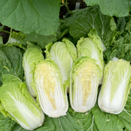 Фото Капуста пекинская Эндуро