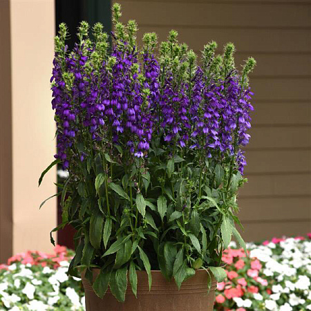 Фото Лобелия Старшип блю