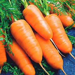 Морковь Курода шантанэ