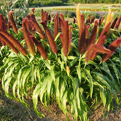 Щетинник сизый Принцесса Джейд