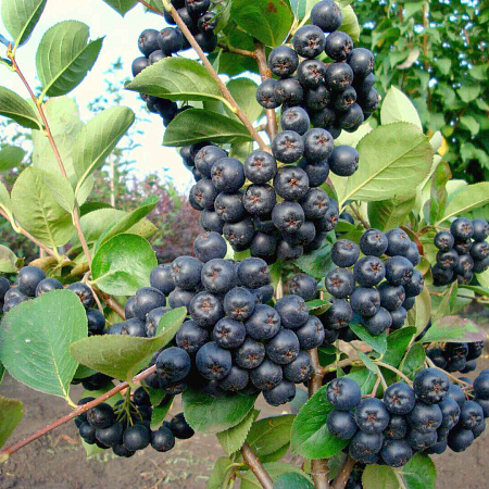 Фото Арония Галичанка