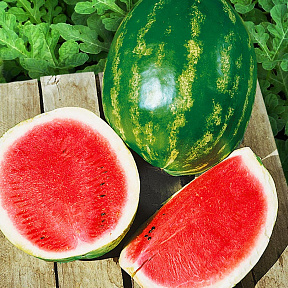 Арбуз Землянин