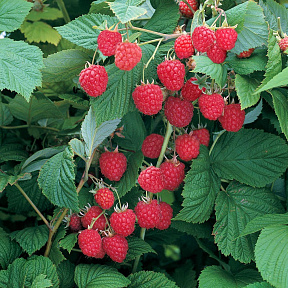 Малина летняя Глен Эмпл