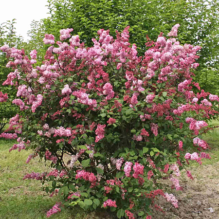 Фото Сирень Прэстона Мисс Канада