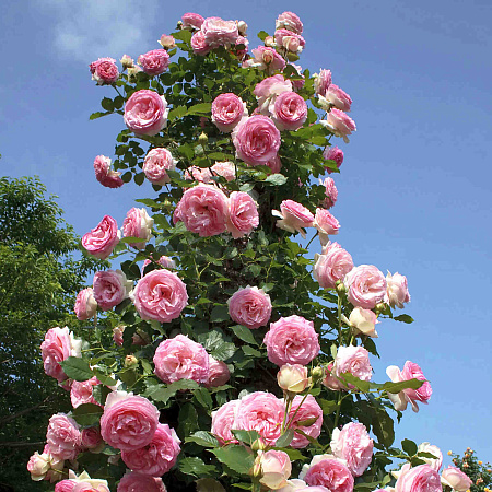 Фото Роза плетистая-клаймбер Пьер де Ронсар