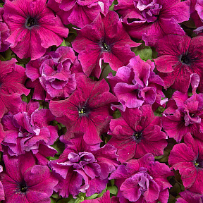 Петуния Пурпурная чудо