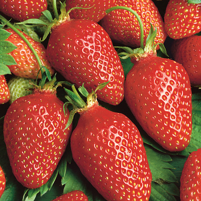 Земляника садовая Гаригуэтта