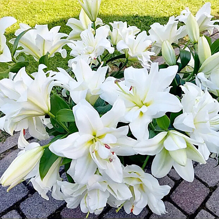 Фото Лилия восточная махровая Близзард