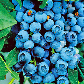 Голубика Спартан