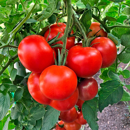 Фото Помидор Харцфойер F1
