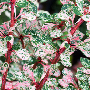 Барбарис тунберга Наташа