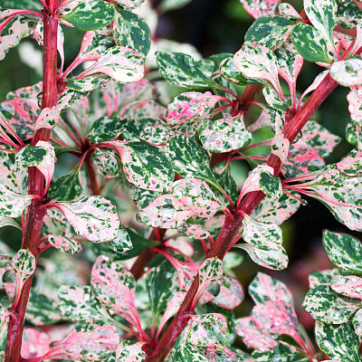 Барбарис тунберга Наташа