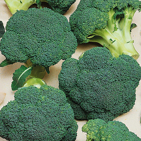 Капуста брокколи Агасси F1 12шт