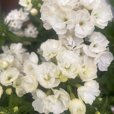 Фото Флокс друммонда махровый белый